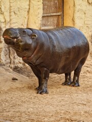 Naklejka premium hippopotamus in zoo