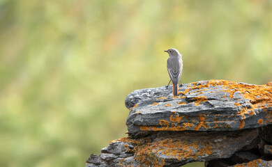 The Back Of A Female Black Redstart (Phoenicurus Ochruros)