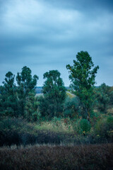 Landscape pho in the woodlands , morning in the forest ,autumn morning , blue hour .Horror landscape .Woods with rain , stormy clouds in the sky 