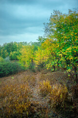 Leaves with dew in the forest, dawn landscape with leaves, autumn weather in the photo, orange and green leaves after rain, drops of water on leaves and branches of trees