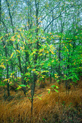 Naklejka premium Leaves with dew in the forest, dawn landscape with leaves, autumn weather in the photo, orange and green leaves after rain, drops of water on leaves and branches of trees