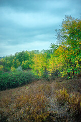 Leaves with dew in the forest, dawn landscape with leaves, autumn weather in the photo, orange and green leaves after rain, drops of water on leaves and branches of trees