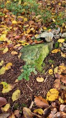 Forest and wood marker stone