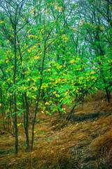 Leaves with dew in the forest, dawn landscape with leaves, autumn weather in the photo, orange and green leaves after rain, drops of water on leaves and branches of trees