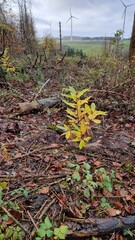 Climate trees Planting and reforestation after deforestation of spruce monoculture