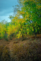 Landscape photography on the field with big and smooth clouds in the sky,Stormy weather on the picture.Big blue clouds iver the forest nd field, morning landscape in the woodlands.Aurumn blue hour,