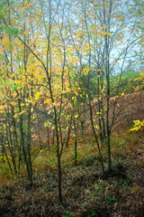 Obraz premium Landscape photography on the field with big and smooth clouds in the sky,Stormy weather on the picture.Big blue clouds iver the forest nd field, morning landscape in the woodlands.Aurumn blue hour,