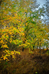 Landscape photography on the field with big and smooth clouds in the sky,Stormy weather on the picture.Big blue clouds iver the forest nd field, morning landscape in the woodlands.Aurumn blue hour,