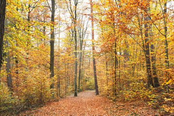 indian summer erlangen