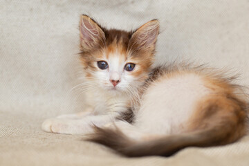 Tortoiseshell kitten with sore eyes on a light background