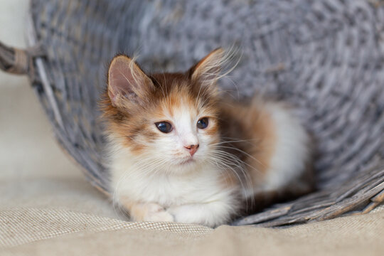 Tortoiseshell kitten with sore eyes in a basket