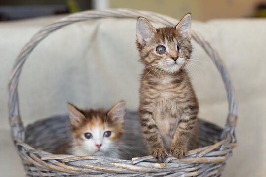 Two kittens with sore eyes in a basket