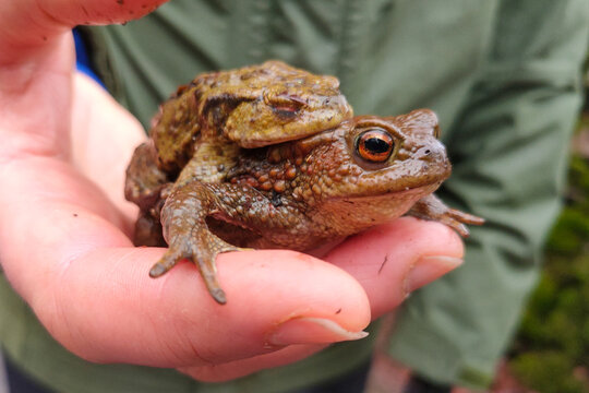 Accouplement de crapauds commun (Bufo bufo)