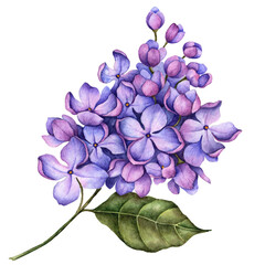 Watercolor branch of lilac flowers, hand drawn floral illustration isolated on white background. © Gannie
