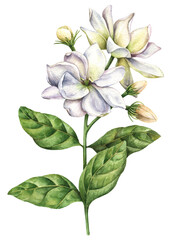 Watercolor flowers isolated on white background, hand drawn illustration of arabian jasmine sambac, hawaiian pikake, floral elements.