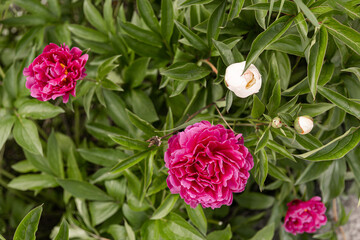 Pink rose flowers on the rose bush in the garden in summer