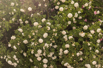 Pink rose flowers on the rose bush in the garden in summer