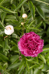 Pink rose flowers on the rose bush in the garden in summer