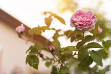 Pink rose flowers on the rose bush in the garden in summer