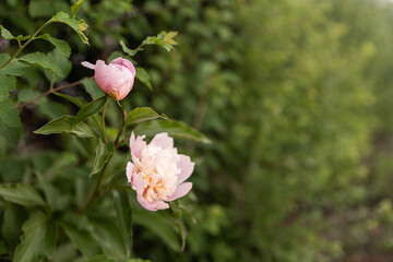 Pink rose flowers on the rose bush in the garden in summer
