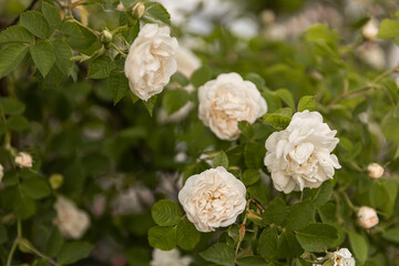 Pink rose flowers on the rose bush in the garden in summer