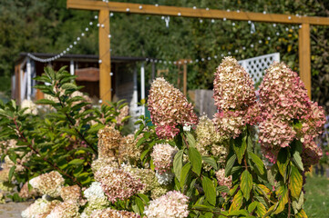 Bouquet hydrangea blooming in the garden.