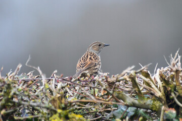 Accenteur mouchet (Prunella modularis)