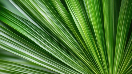 Tropical palm leaf textured macro. Green palm leaf, close-up.