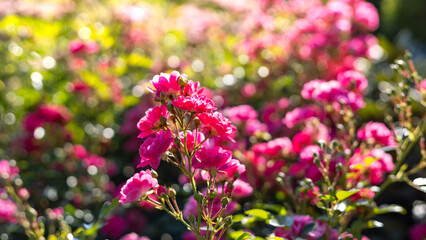 roses blooming in a garden illuminated by sunlight. © jarizPJ