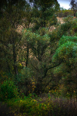 Landscape with beautiful and mystery trees, yellow and orange leaves on tree.Landscape photography in the woodlands, misty and foggy weather .Forest at autumn morning , trees in the forest 