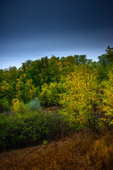 Landscape with beautiful and mystery trees, yellow and orange leaves on tree.Landscape photography in the woodlands, misty and foggy weather .Forest at autumn morning , trees in the forest 