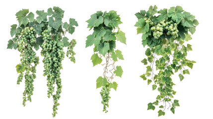 Fototapeta premium Tropical Green Grape Vines on Transparent Background Generative AI