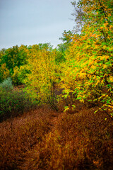 Landscape with beautiful and mystery trees, yellow and orange leaves on tree.Landscape photography in the woodlands, misty and foggy weather .Forest at autumn morning , trees in the forest 