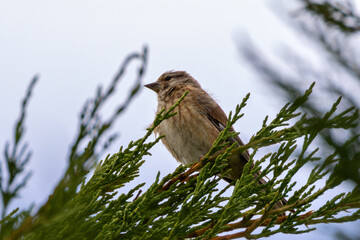 Female Linnet (Linaria cannabina) – Commonly found in grasslands, spotted at Turvey Nature Reserve, Dublin