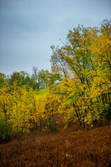 Naklejka premium Landscape with beautiful and mystery trees, yellow and orange leaves on tree.Landscape photography in the woodlands, misty and foggy weather .Forest at autumn morning , trees in the forest 