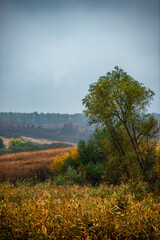 Fototapeta premium Landscape with beautiful and mystery trees, yellow and orange leaves on tree.Landscape photography in the woodlands, misty and foggy weather .Forest at autumn morning , trees in the forest 