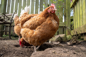 Poule pondeuse ISA brown