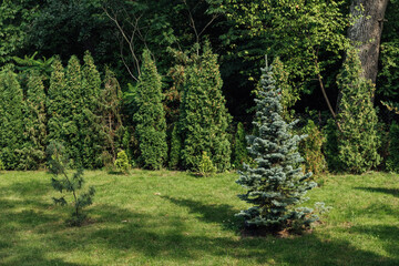 Beautiful summer garden with a walkway winding its way through