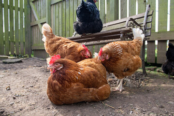 Poules pondeuses ISA brown en train d'interagir et se toiletter