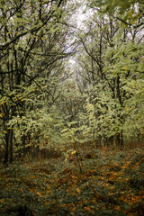 Landscape with beautiful and mystery trees, yellow and orange leaves on tree.Landscape photography in the woodlands, misty and foggy weather .Forest at autumn morning , trees in the forest 