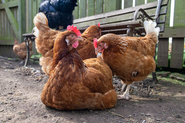 Poules pondeuses ISA brown en train d'interagir et se toiletter