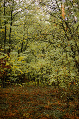 Autumn forest at morning , yellow and orange leaves on the picture,landscape photography in the Ukraine.Trees in the forest,Vertical photosoot, mystery colors.Explore the woods