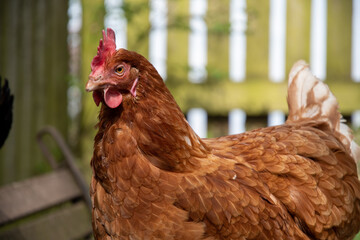 Poule pondeuse ISA brown