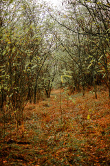 Autumn forest at morning , yellow and orange leaves on the picture,landscape photography in the Ukraine.Trees in the forest,Vertical photosoot, mystery colors.Explore the woods