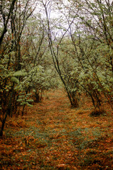 Autumn forest at morning , yellow and orange leaves on the picture,landscape photography in the Ukraine.Trees in the forest,Vertical photosoot, mystery colors.Explore the woods