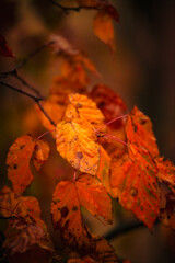 Foggy in the forest,autumn morning .Photo in the rainy and foggy weather, beautiful landscape photo, yellow and red colors .Clouds in the sky,mystery nature.Fog over the forest . Beautiful wild place