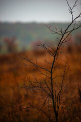 Foggy in the forest,autumn morning .Photo in the rainy and foggy weather, beautiful landscape photo, yellow and red colors .Clouds in the sky,mystery nature.Fog over the forest . Beautiful wild place