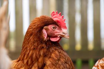 Poule pondeuse ISA brown