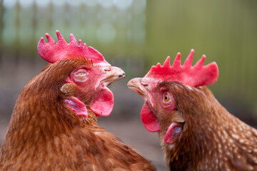 Poules pondeuses ISA brown en train de se battre