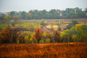 Fototapeta premium Foggy in the forest,autumn morning .Photo in the rainy and foggy weather, beautiful landscape photo, yellow and red colors .Clouds in the sky,mystery nature.Fog over the forest . Beautiful wild place